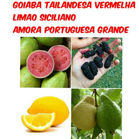 Varias mudas frutiferas