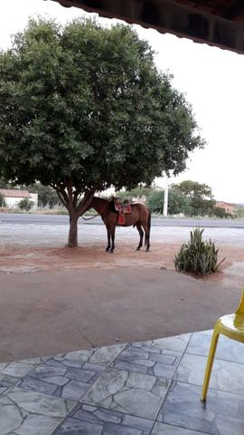 Cavalo