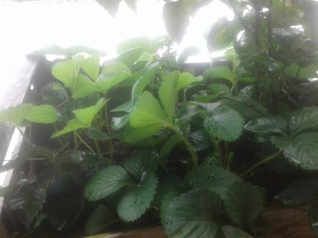 Muda de morango - Foto 3