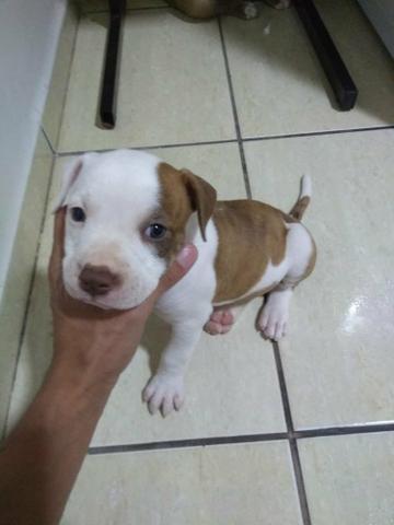 Vende-se Filhotes de Pitt Bull - Foto 4