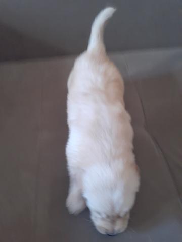 Filhotes de golden retriever - Foto 3