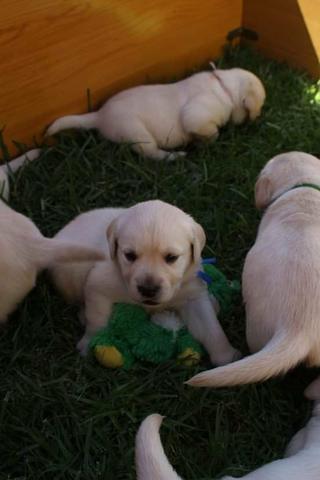 Filhotes TOP's de Labrador Retriever Champanhe! - Foto 5
