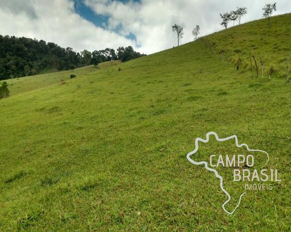 Oportunidade rural! Sítio de 8,5 alqueires todo aproveitável! - Foto 4