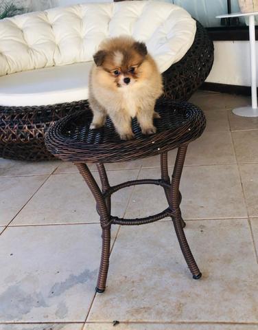 Melhor Linhagem de Lulu / Padrão Top / Spitz Alemão - Foto 5