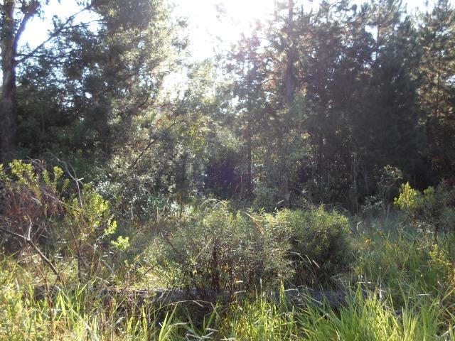 Áreas escrituradas para morar ou sítio desde 600m2 (16mil) até 5000m2 (69mil) - Foto 4