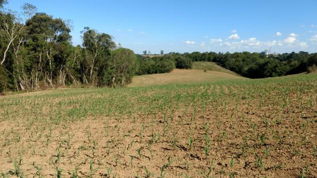 Chácara em Campo Largo Bairro Rondinha - Estrada da Sereia - Foto 6