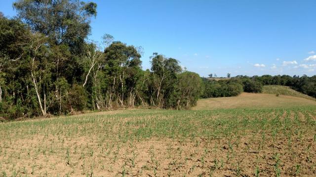 Chácara em Campo Largo Bairro Rondinha - Estrada da Sereia - Foto 4