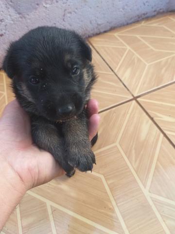 Vende-se Cães da Raça Pastor Alemão - Foto 5