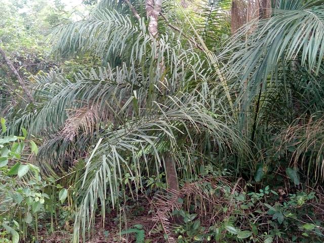 Vende-se uma chácara em Poconé, 50 hectares - Foto 7
