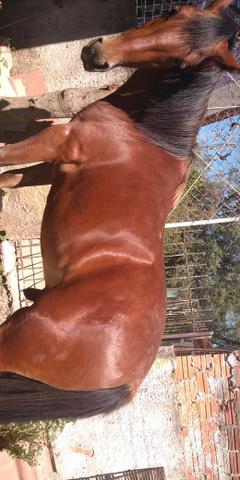 Cavalo - Foto 5