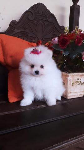 Melhor Linhagem de Lulu / Padrão Top / Spitz Alemão