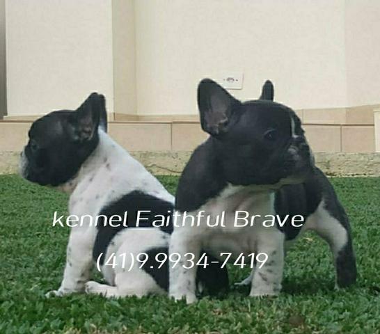 Bulldog francês/ Para quem busca qualidade e procedência na Criação! - Foto 6