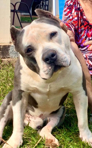 Amstaff disponível para cobertura - Foto 4