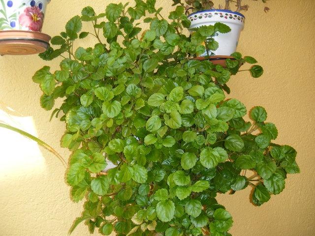 Mudas Planta Dolar (Para Atrair Dinheiro) - Foto 3