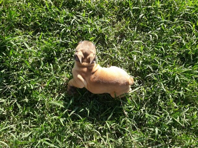 Buldogue francês super promoção parcelo cartão - Foto 5