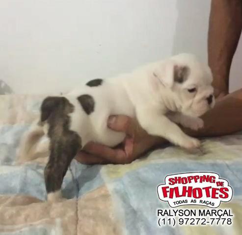 Bulldog Inglês machos e fêmeas, todas cores, para maiores informações what's - Foto 2