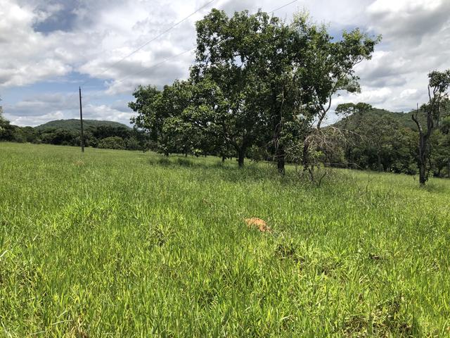 Chácaras de 20 mil Mt a 50 km dê Goiânia! - Foto 11
