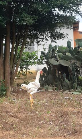 Vendo galinha top - Foto 3