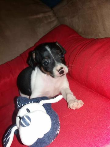 Pinscher - Foto 3