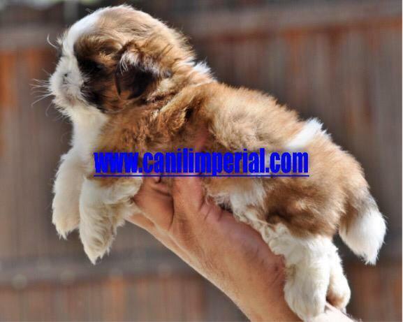 Shih Tzu Filhotes Excelentes Padrão da Raça Documentados gratuitamente - Foto 4