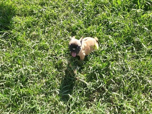 Buldogue francês super promoção parcelo cartão - Foto 6