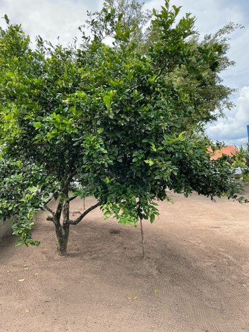 Vendo Fazendinha em São Gonçalo dos Campos 