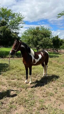 Cavalo registrado no Mangalarga marchador a venda