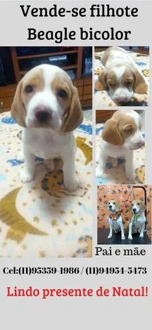 Filhote de Beagle Bicolor