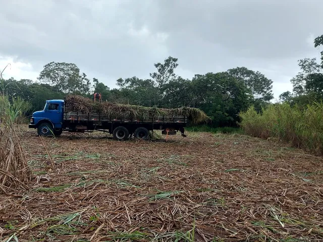 Capim açu e curumim brs da Embrapa