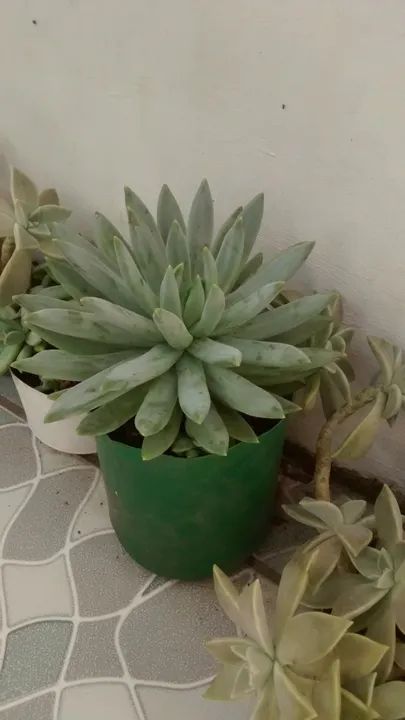 Plantas suculentas - Foto 6