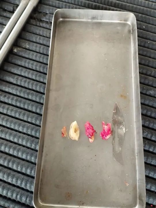 Cavalo de passada manso  - Foto 5