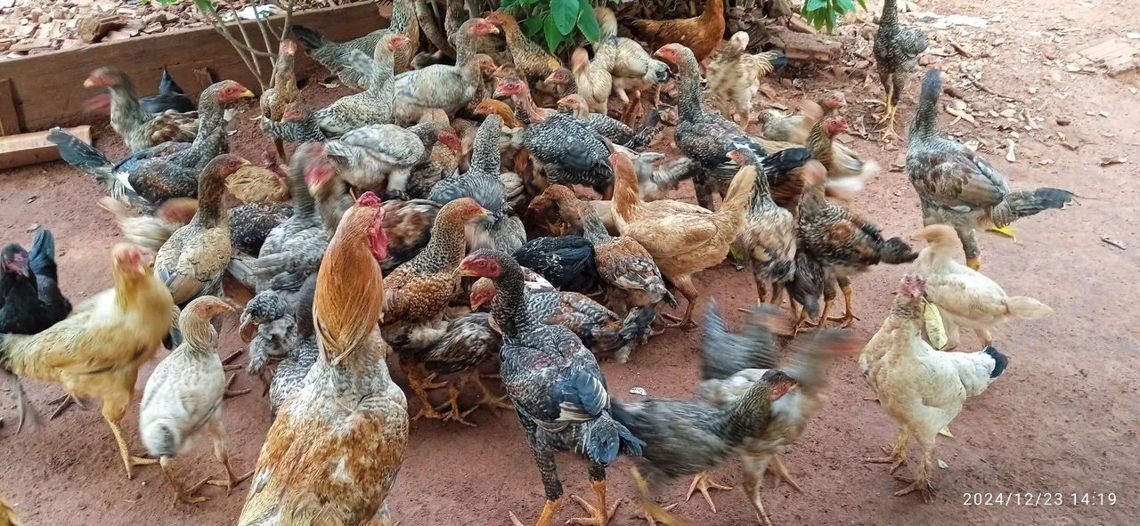 Galinhas caipiras para venda