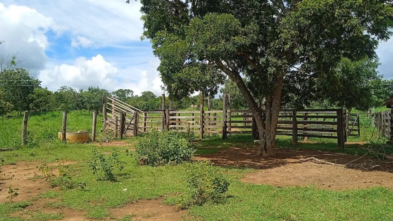 VENDO FAZENDA TERRA, GADO, ROÇA - Foto 4