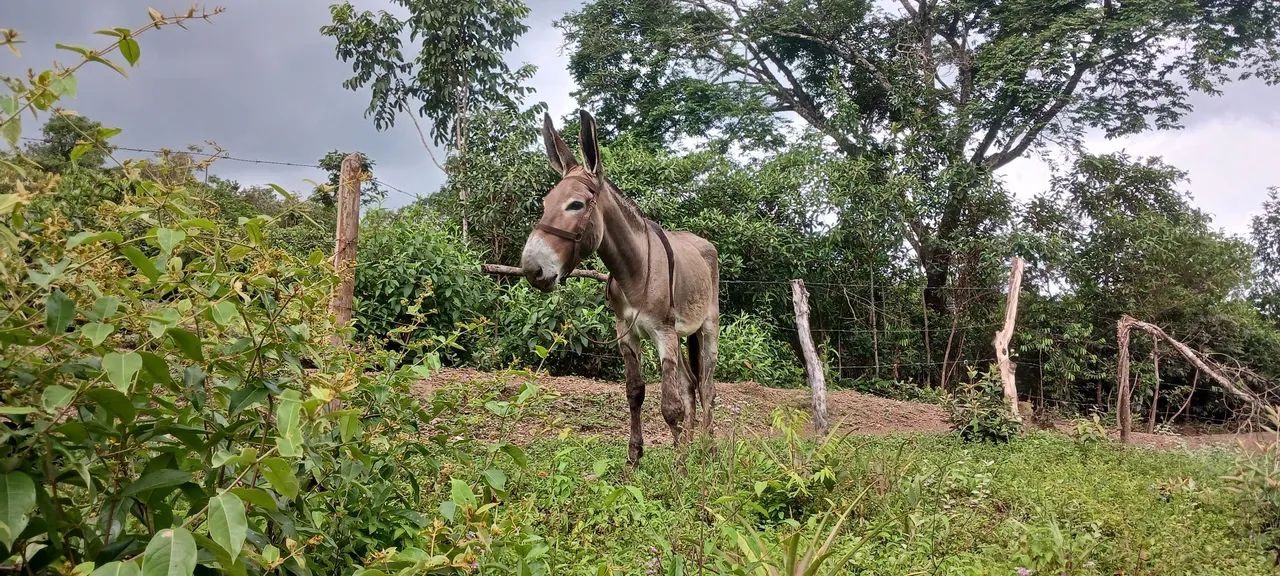 Jumento Pega - Foto 2