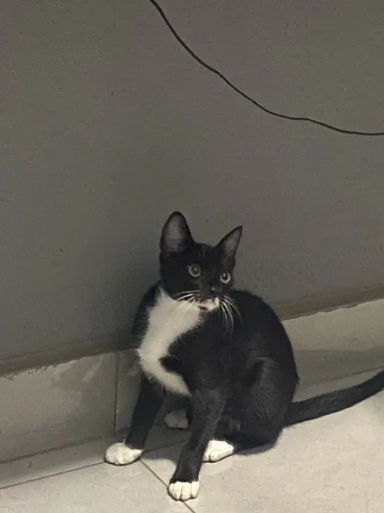 Gatinho preto e branco disponível para adoção