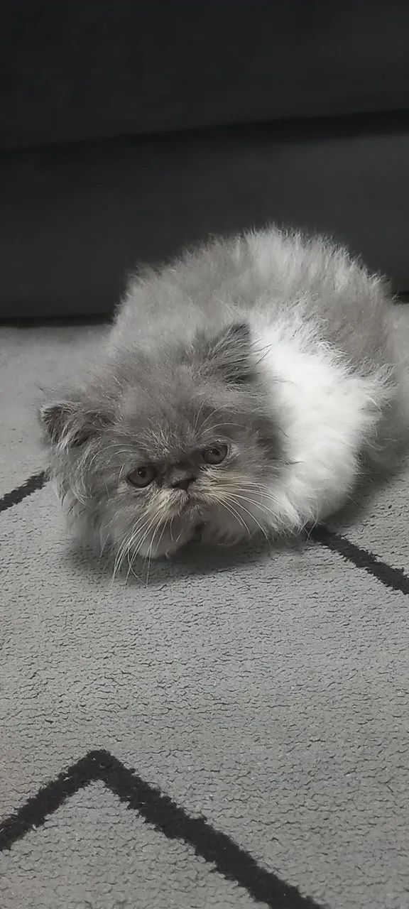 Gatinho persa disponível  - Foto 4