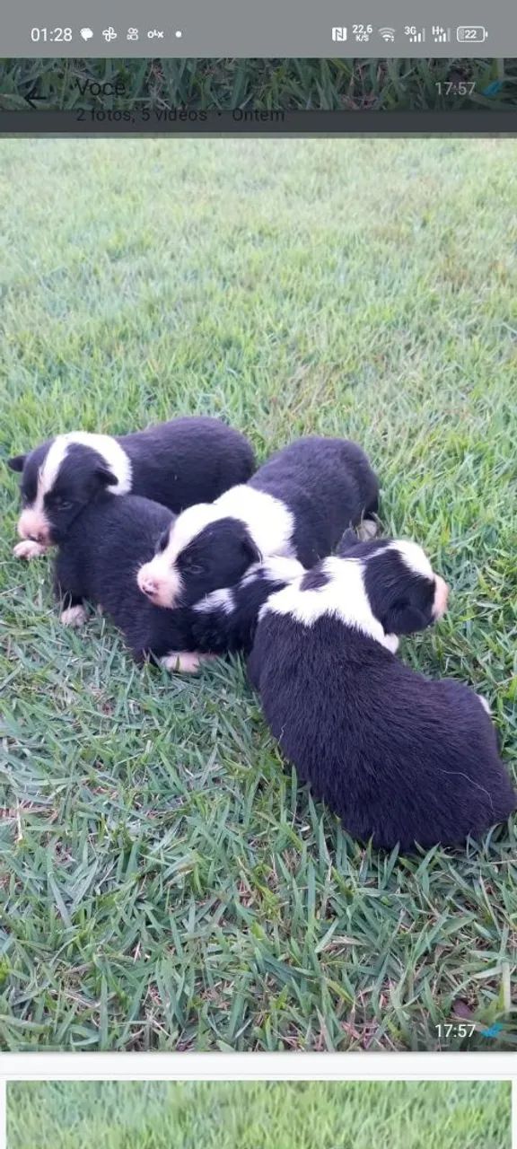 Filhotes Border Collie - Lindos! - Foto 3