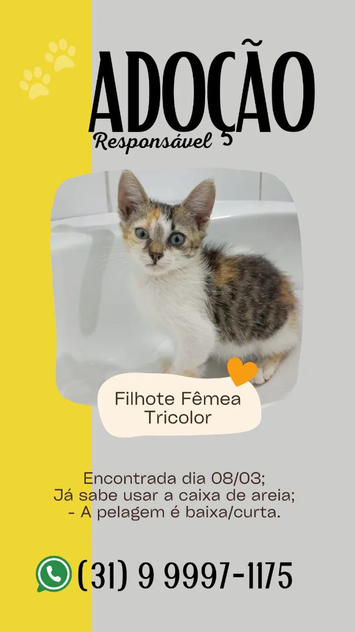 Adoção Responsável - Gatinhos filhotes