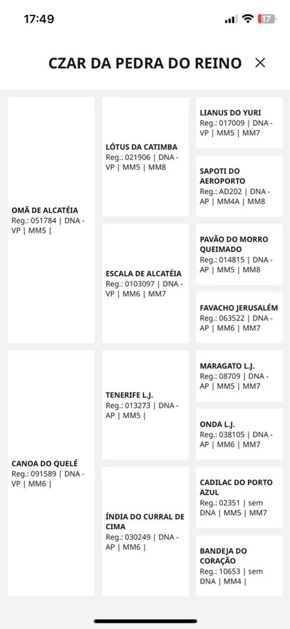 Cavalo Mangalarga - Foto 3