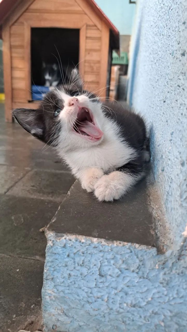 Gatinhos Frajolas para Adoção! - Foto 5