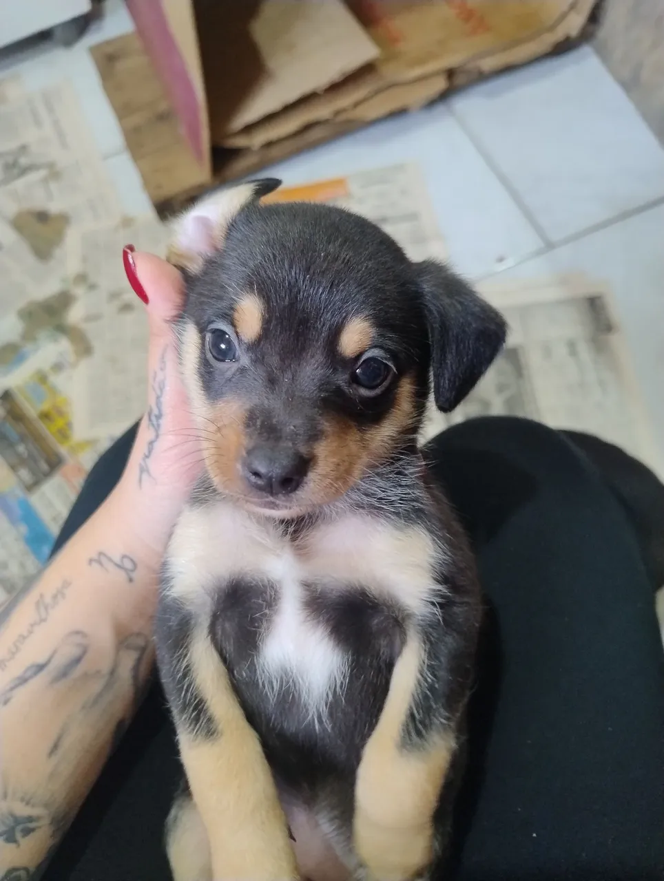 Pinscher macho,mãe pinscher alemão com pai pinscher 1
