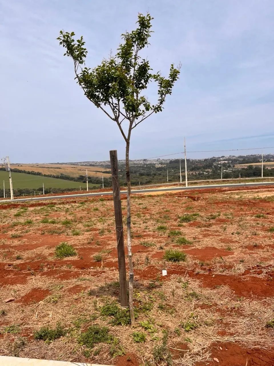 Foto - Ponta Grossa - Centro