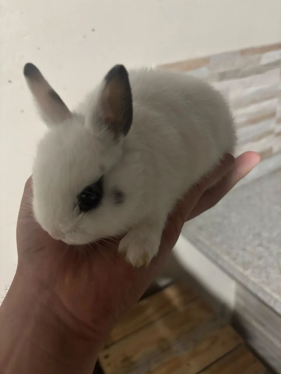 Coelhos mini  Nertland (filhotes) - Foto 3