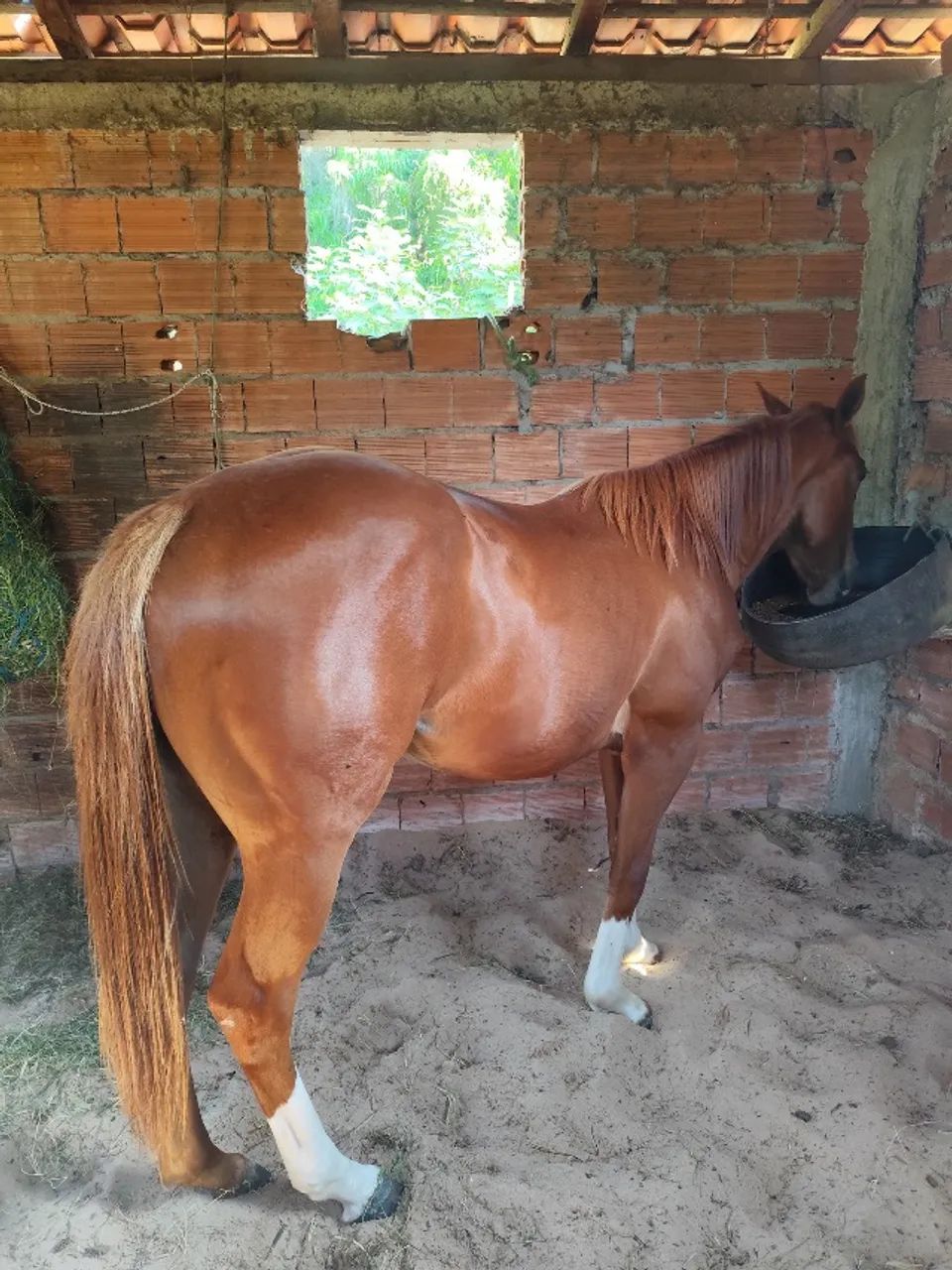 Cavalo QM - Foto 3