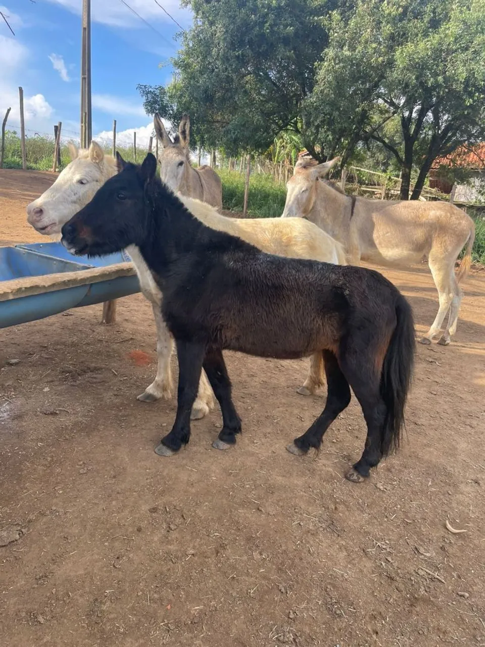 Linda Pônei fêmea a Venda