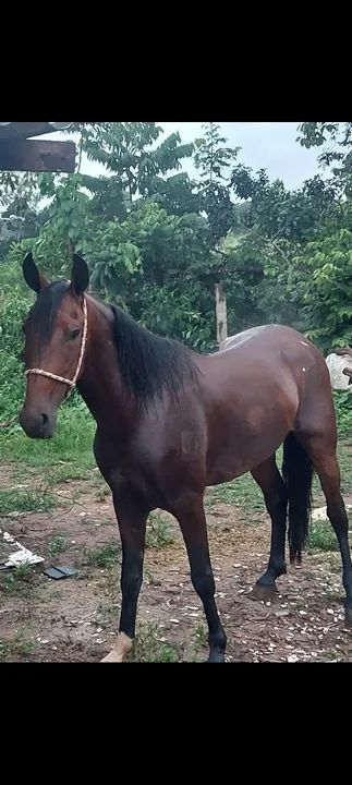 Cavalo Mangalarga registrado - Foto 2