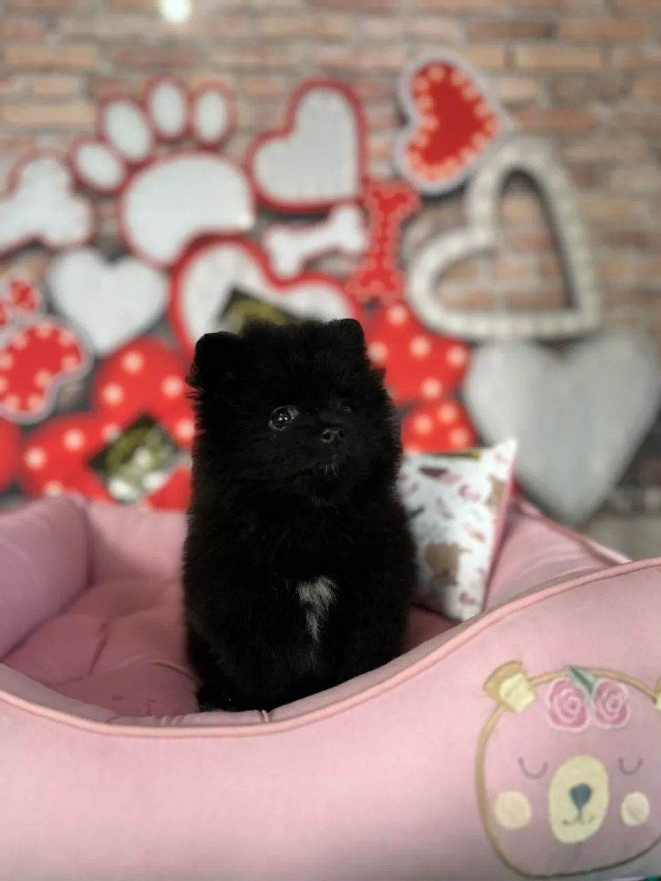 Linda e charmosa spitz,para seu alegrar seu lar.