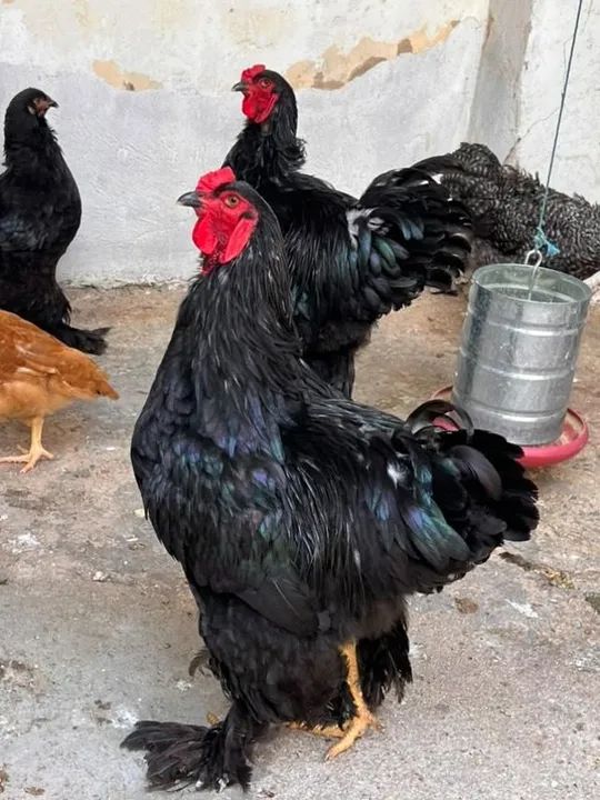 Galo Brahma Black Puro - Foto 2