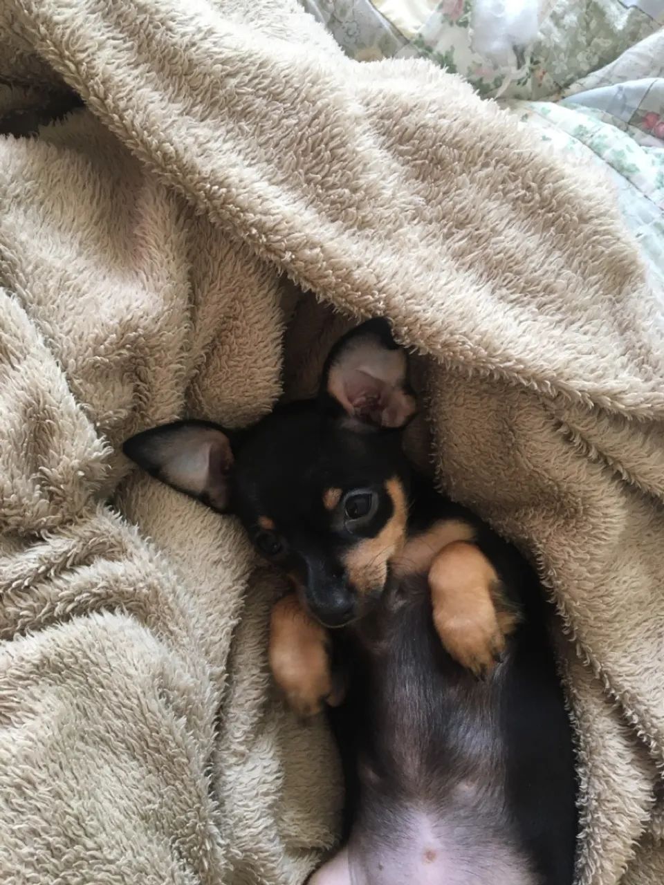 Filhotes Pinscher n 2  Fofos!