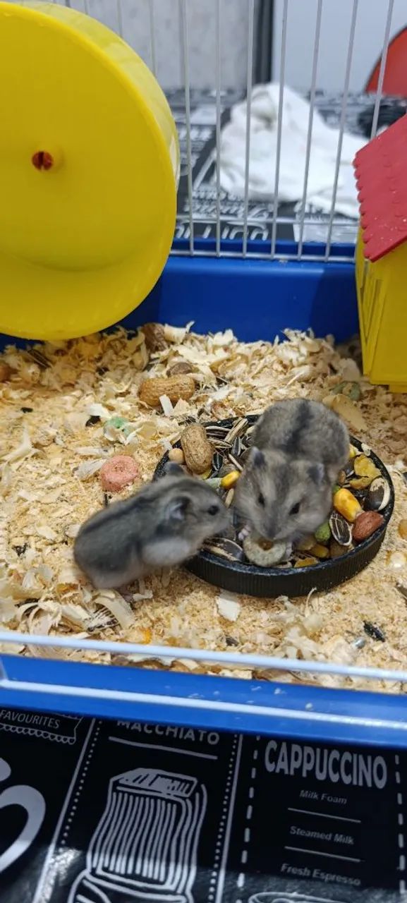 Vendo filhote de hamster anão Russo!